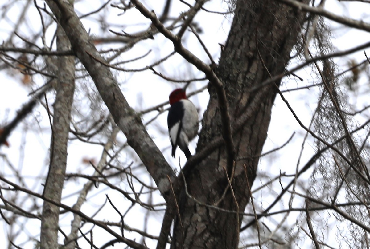 Pic à tête rouge - ML612721661