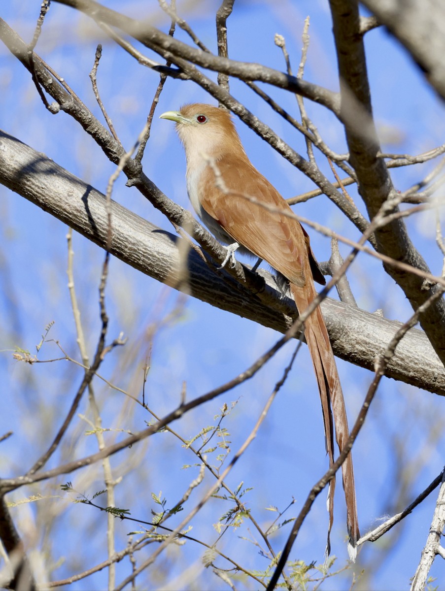 Squirrel Cuckoo - ML612721669