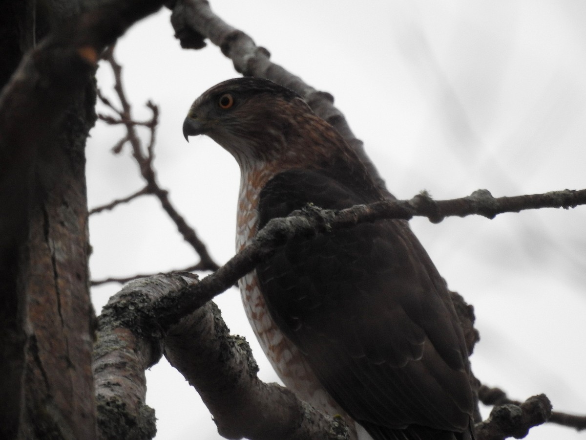 Cooper's Hawk - ML612721670