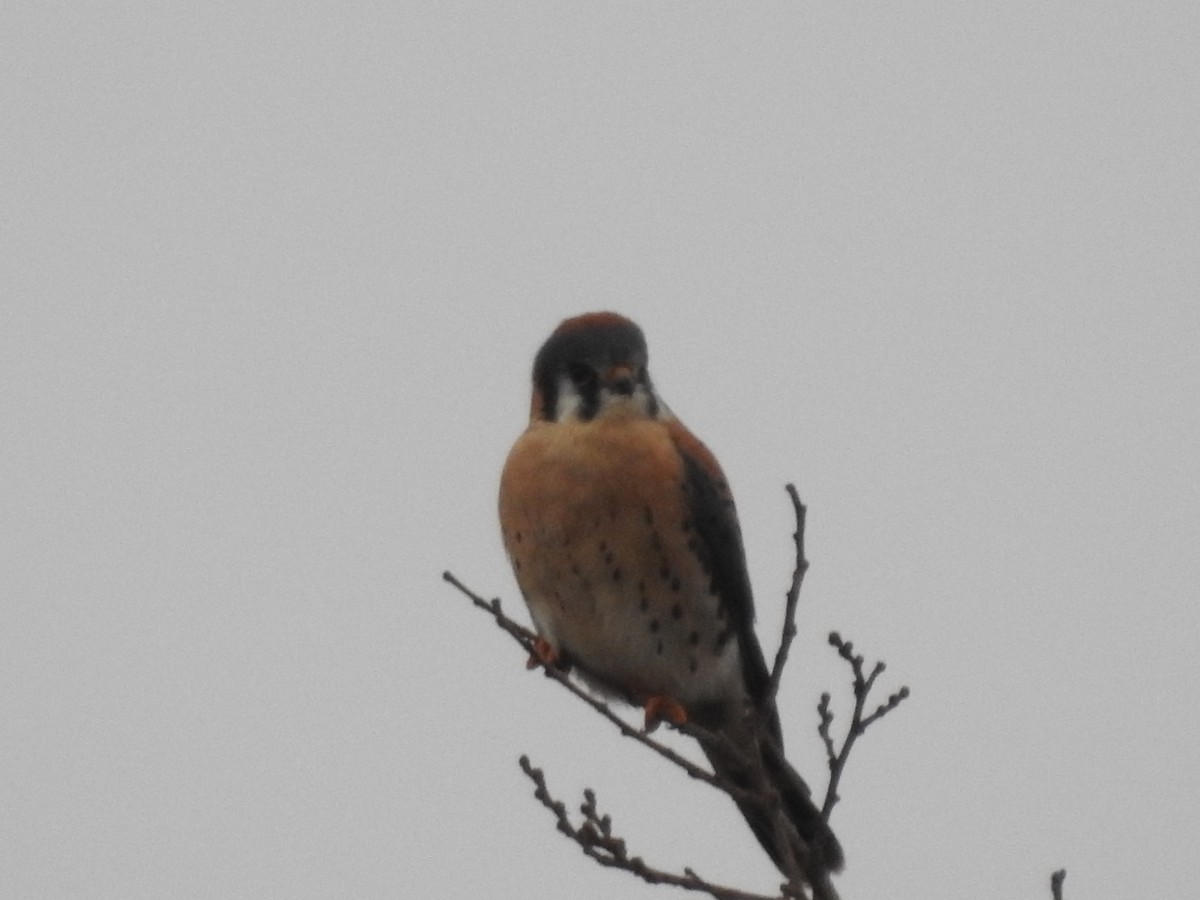 American Kestrel - Isaiah Craft