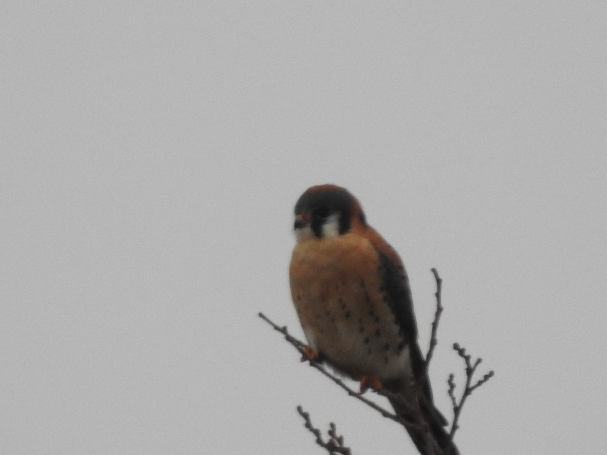 American Kestrel - ML612721681