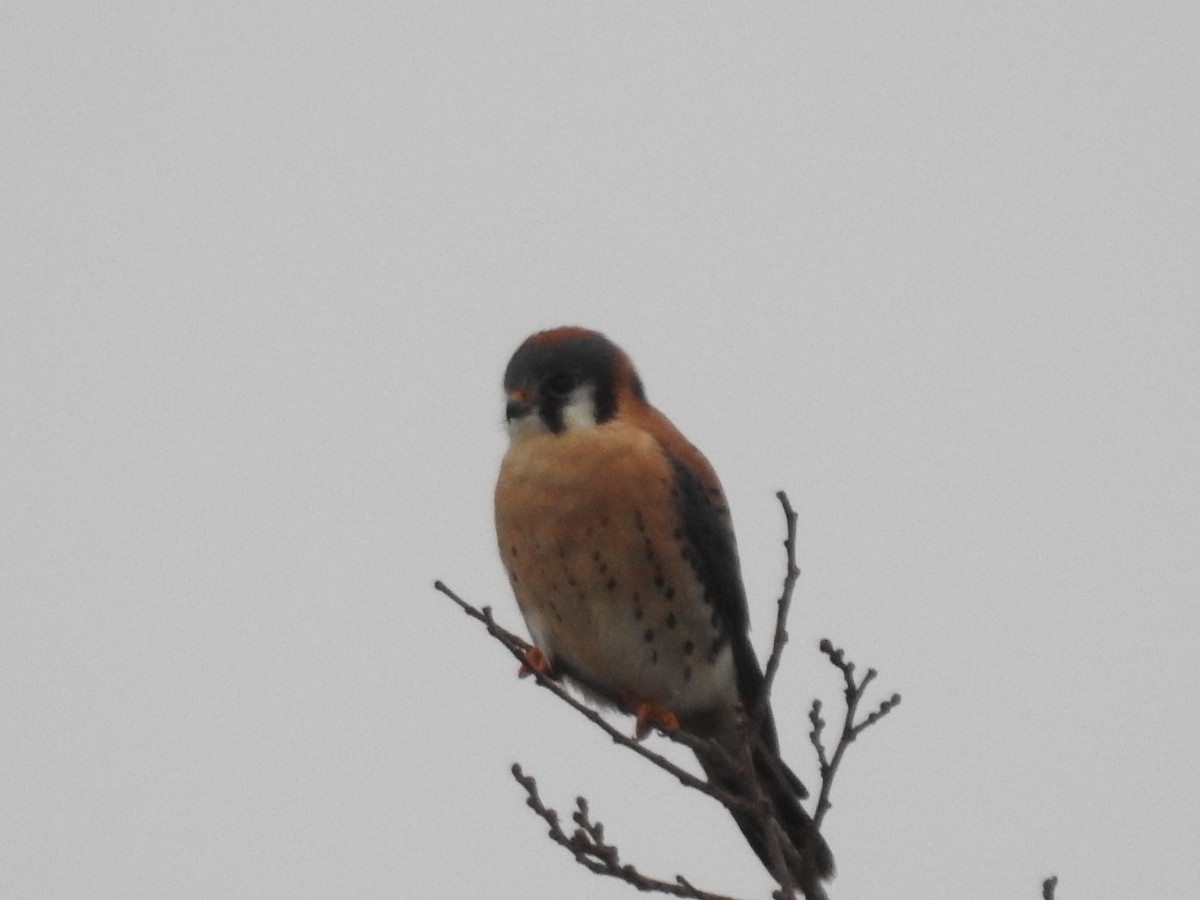 American Kestrel - Isaiah Craft