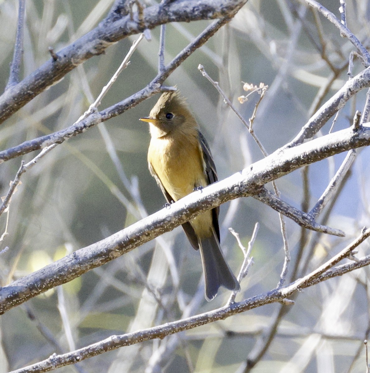 Tufted Flycatcher - Adam Dudley