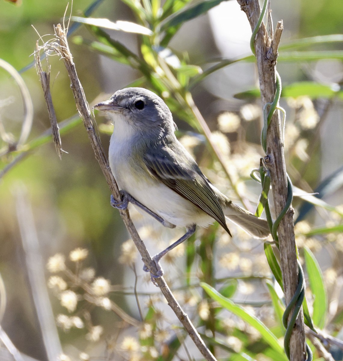 Bell's Vireo - Adam Dudley