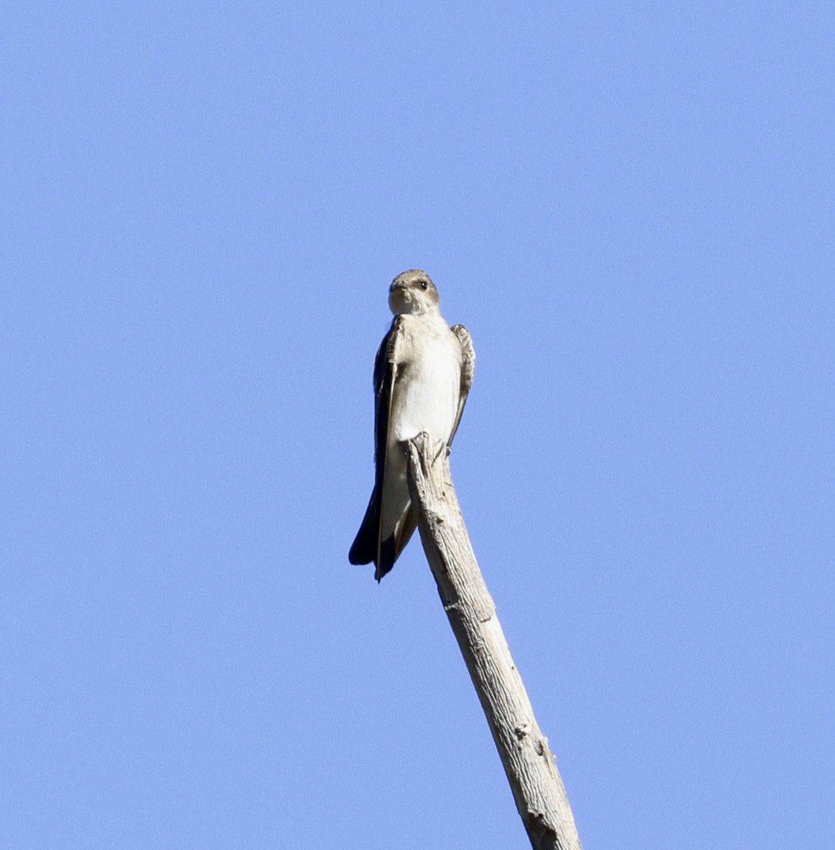 Northern Rough-winged Swallow - Adam Dudley