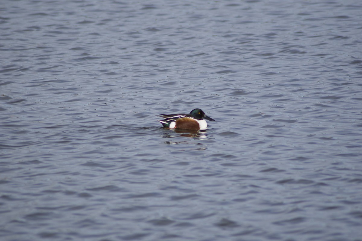 Northern Shoveler - ML612721729