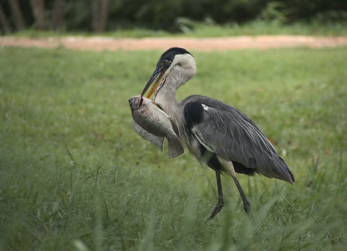 Cocoi Heron - Larissa Maestrelo