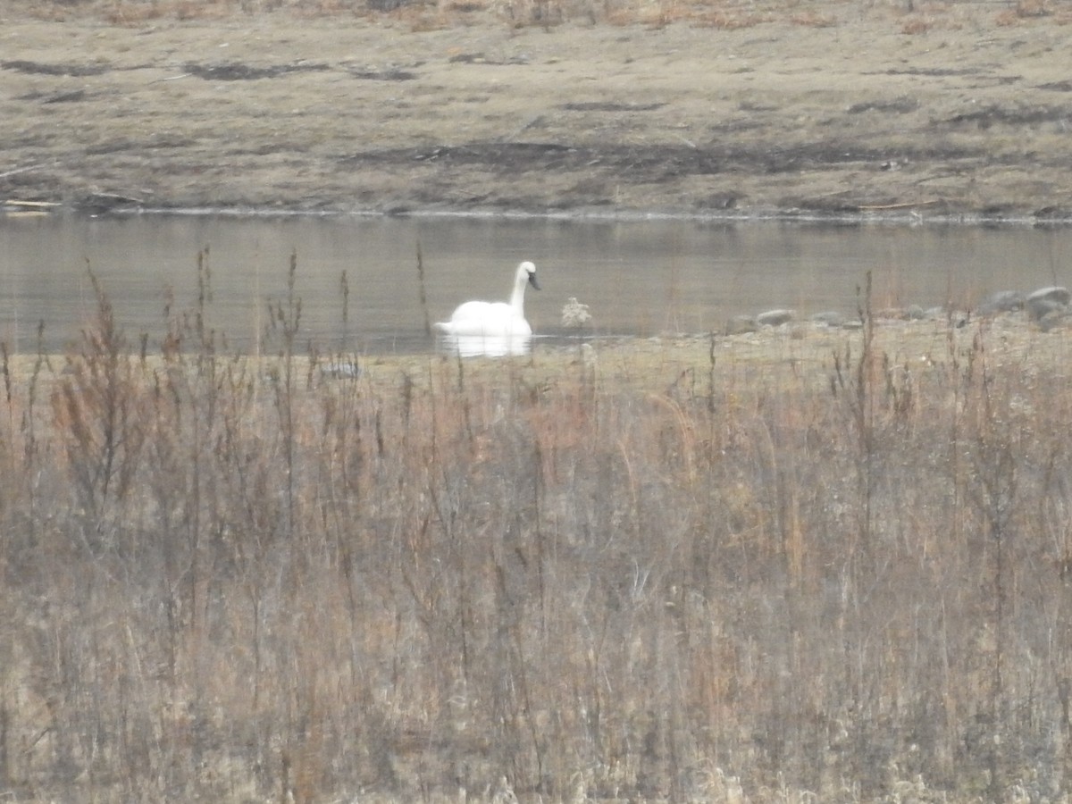 Tundra Swan - ML612721864