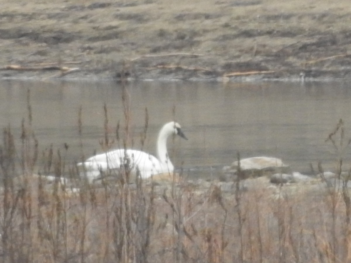 Tundra Swan - ML612721867