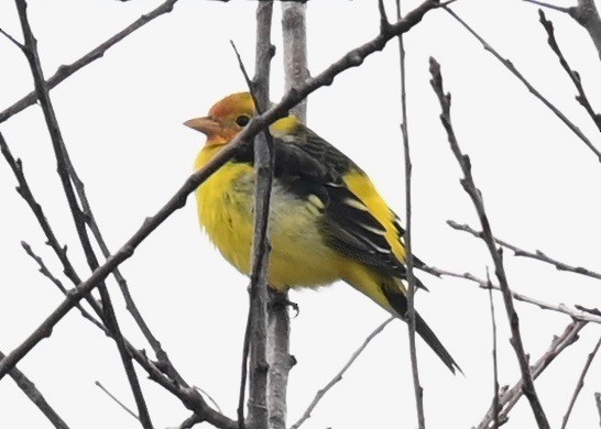 Western Tanager - ML612721868
