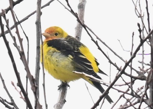 Western Tanager - ML612721869