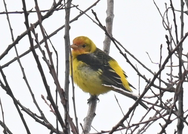 Western Tanager - ML612721870