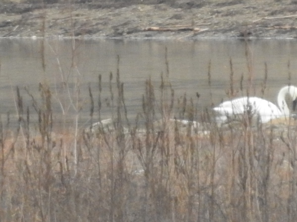 Tundra Swan - ML612721875