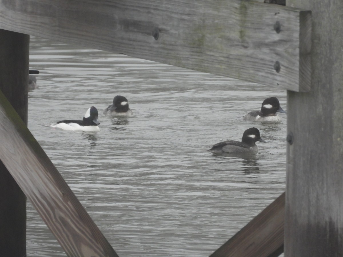 Bufflehead - ML612721882