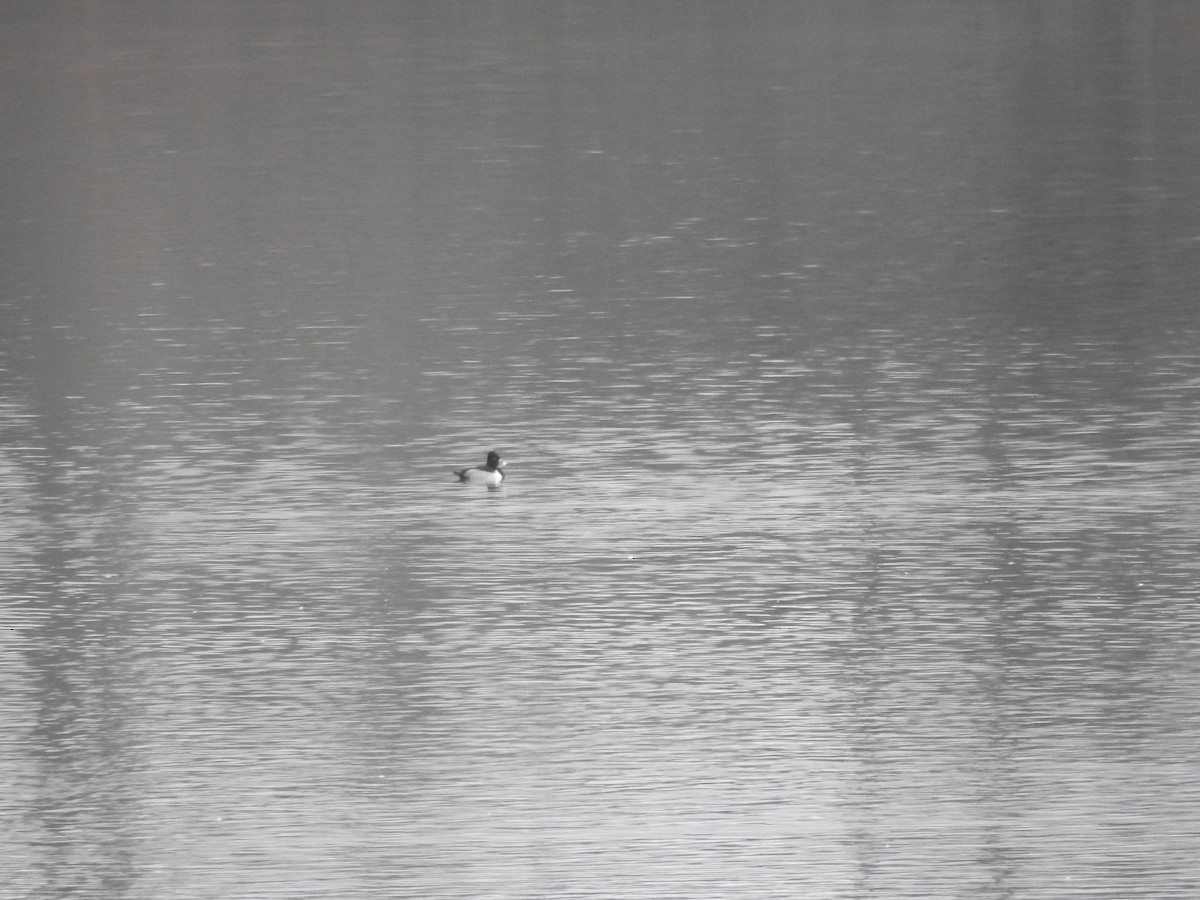 Ring-necked Duck - ML612721889