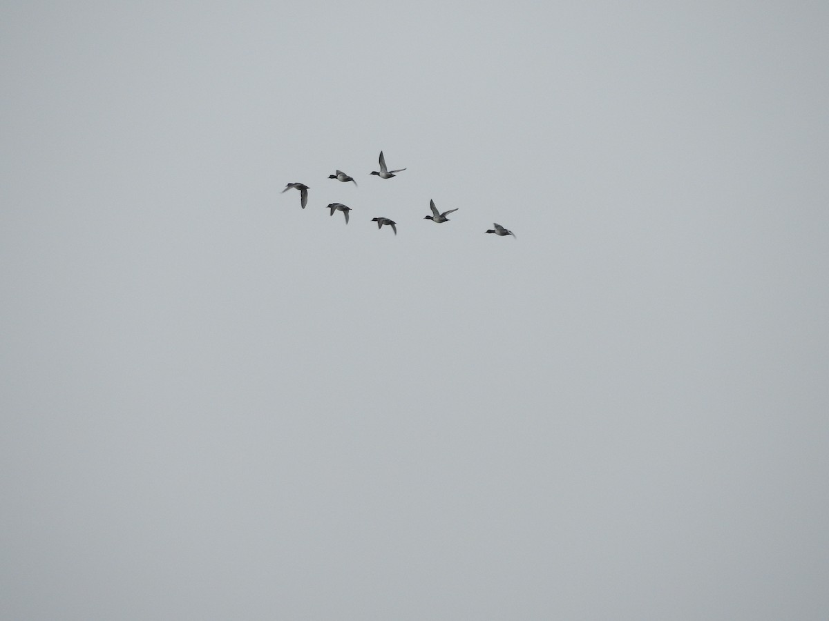 Lesser Scaup - ML612721894