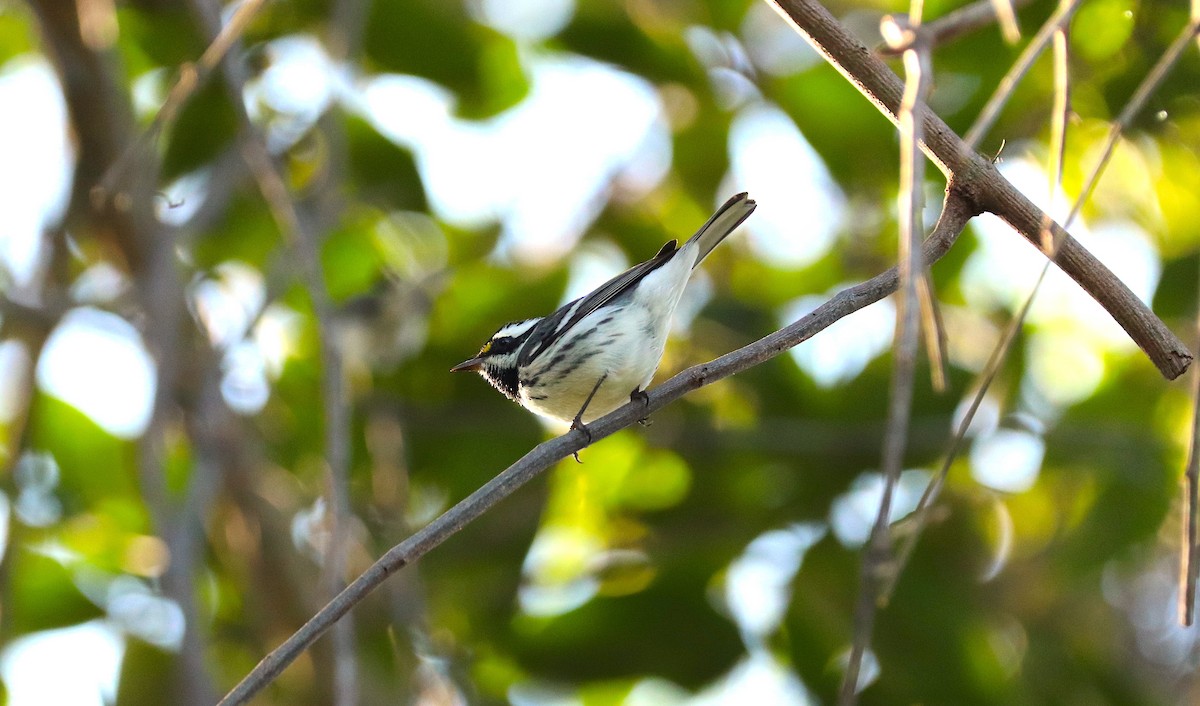 Black-throated Gray Warbler - ML612721896