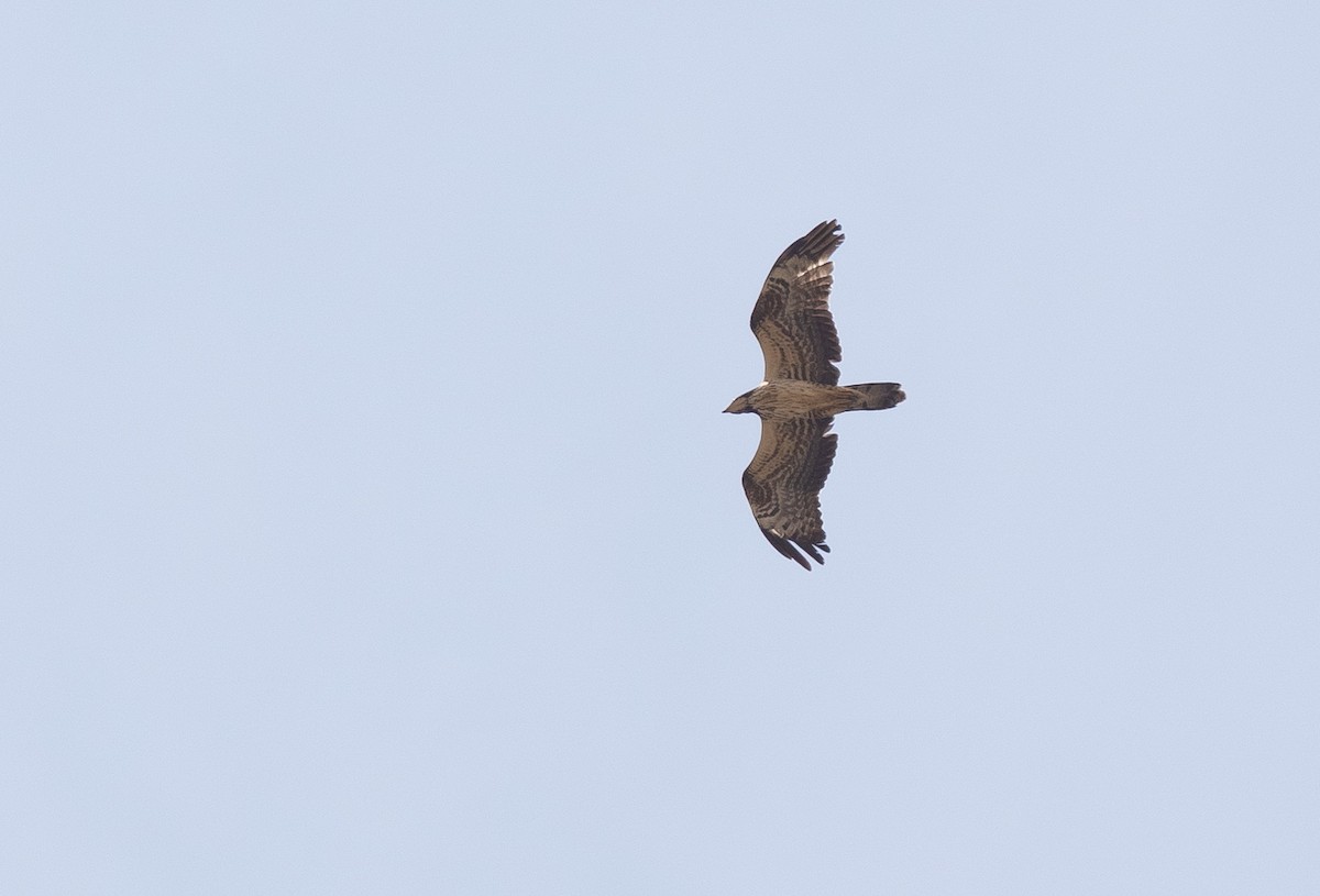 European Honey-buzzard - ML612721898