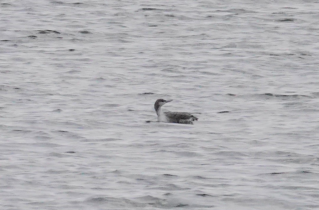 Red-throated Loon - ML612721929