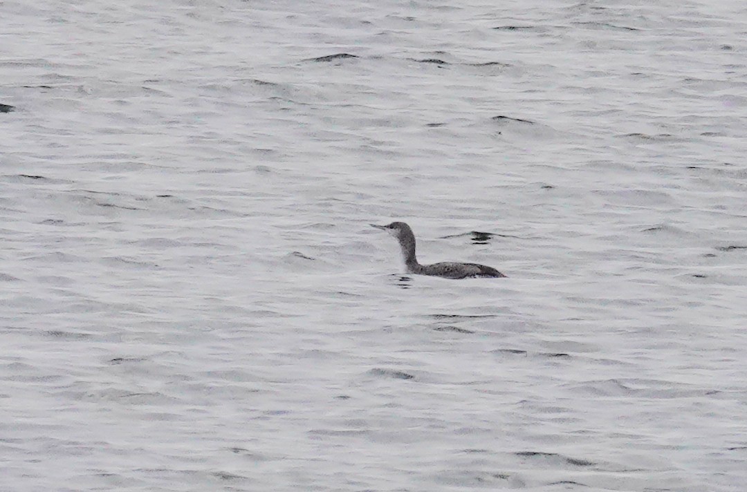 Red-throated Loon - ML612721930