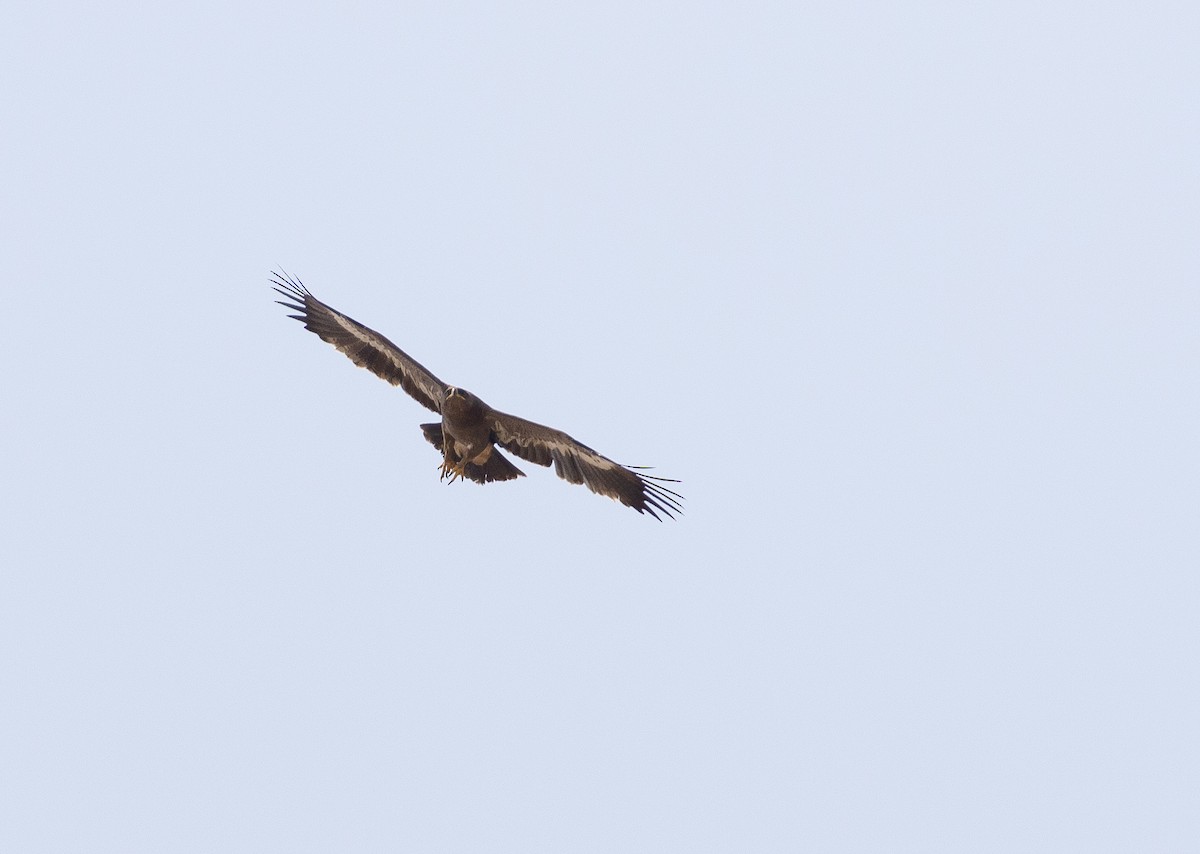 Steppe Eagle - Krzysztof Jankowski