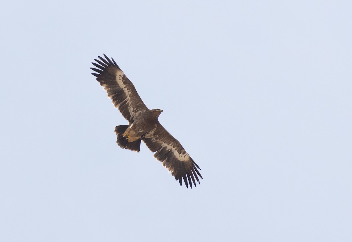 Steppe Eagle - ML612721933