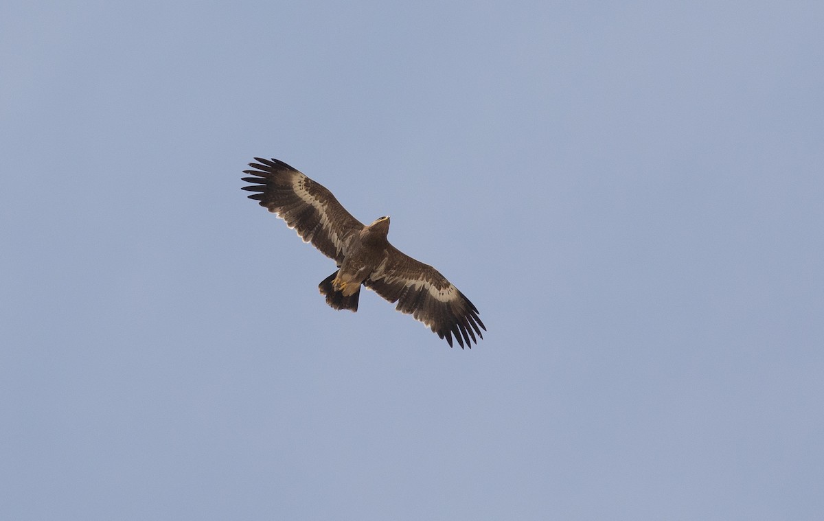 Águila Esteparia - ML612721935