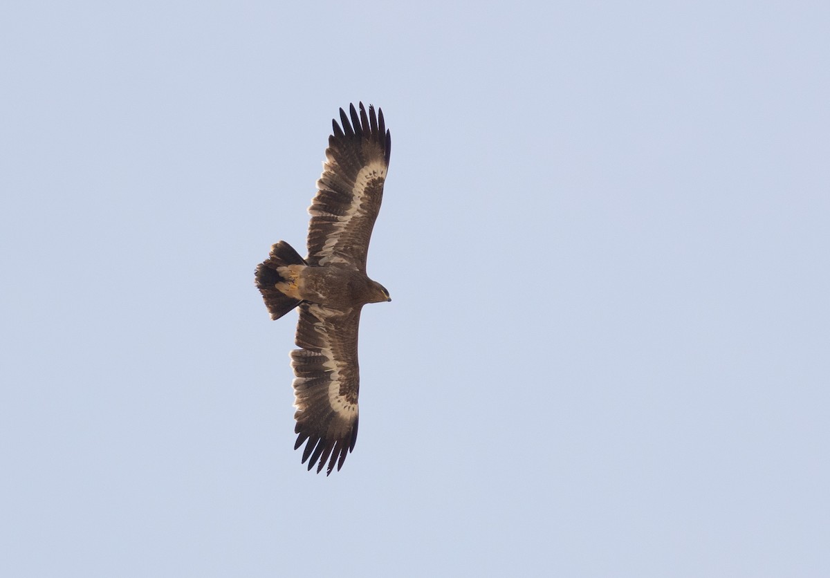 Águila Esteparia - ML612721936