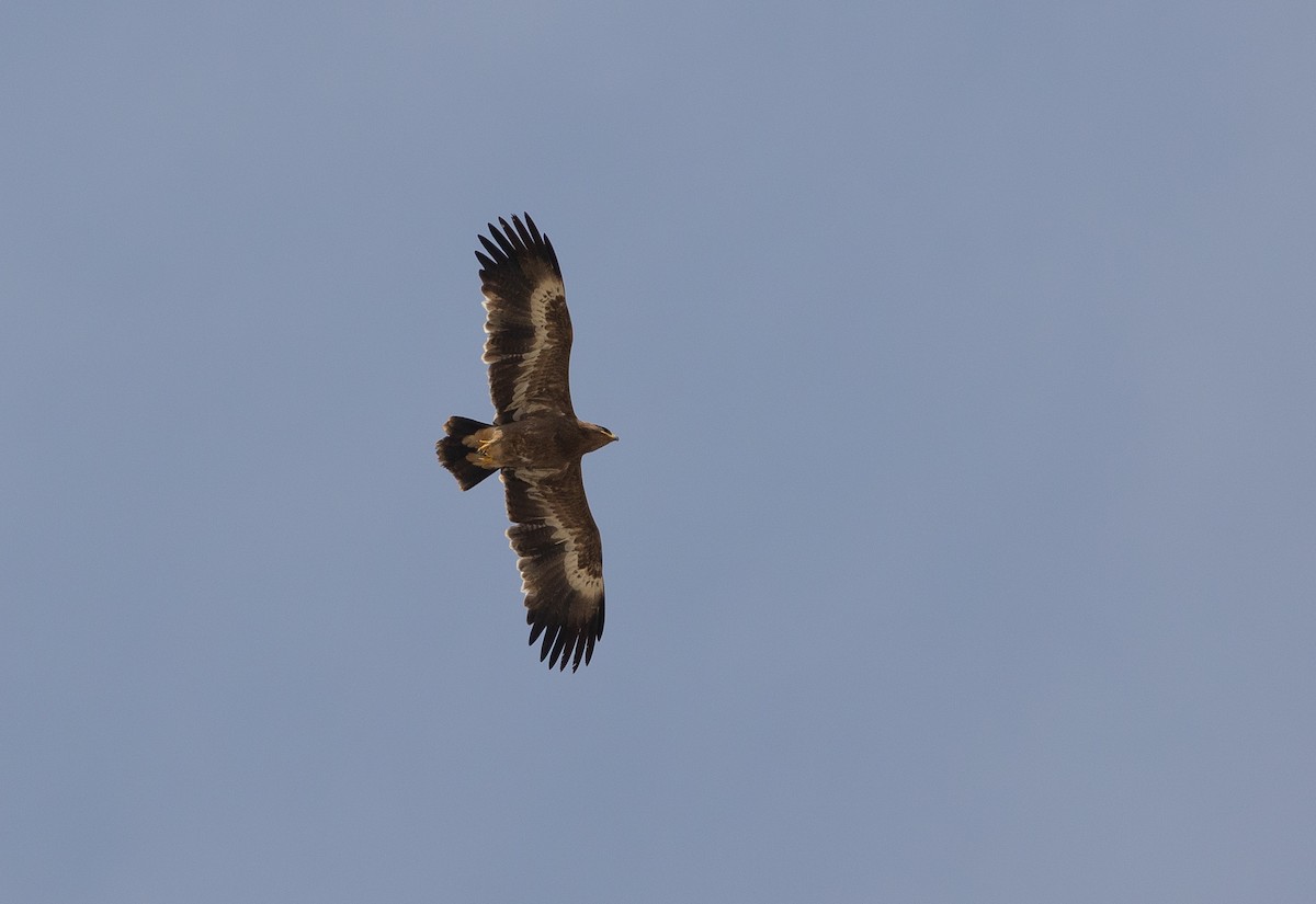 Steppe Eagle - ML612721937