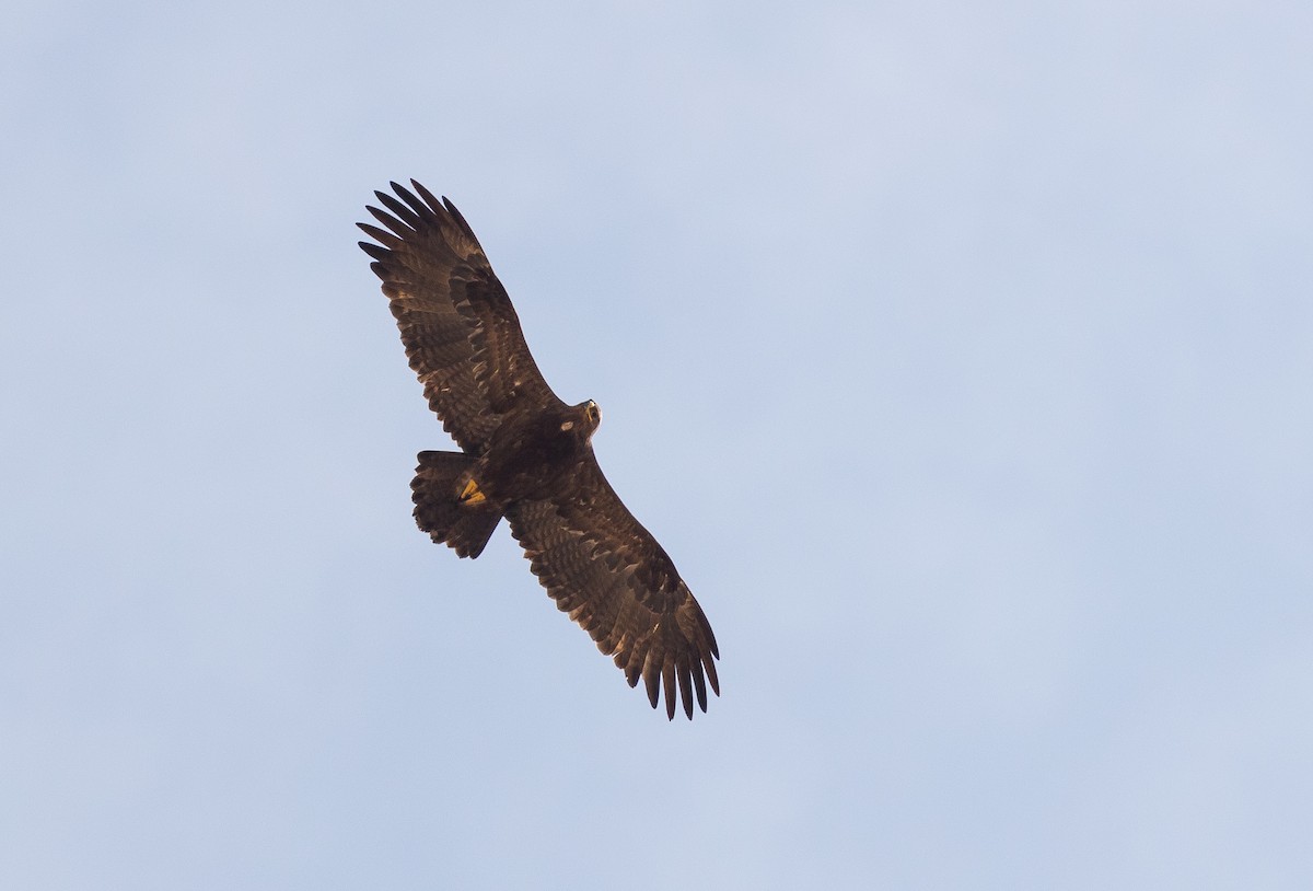 Steppe Eagle - Krzysztof Jankowski