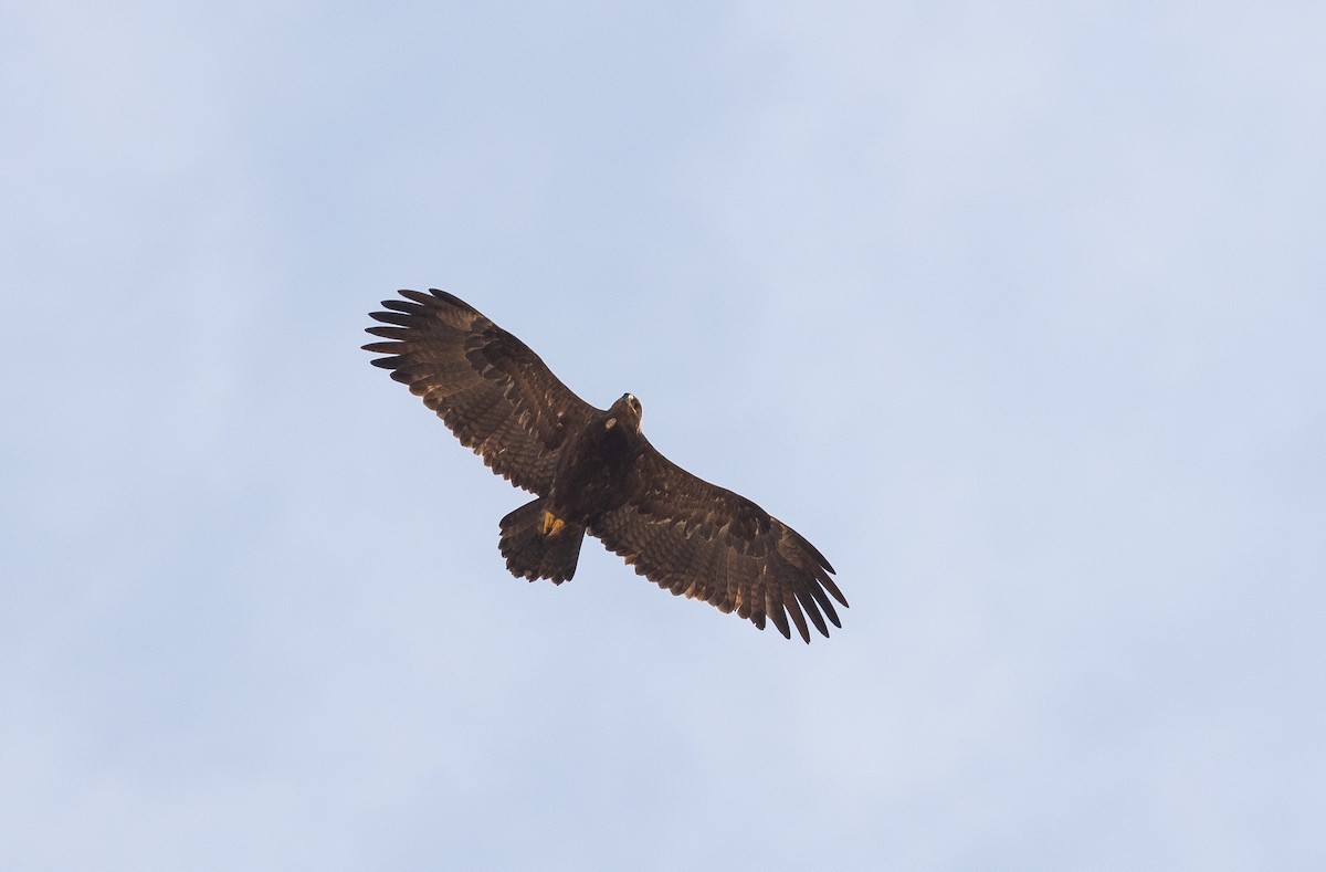 Águila Esteparia - ML612721939