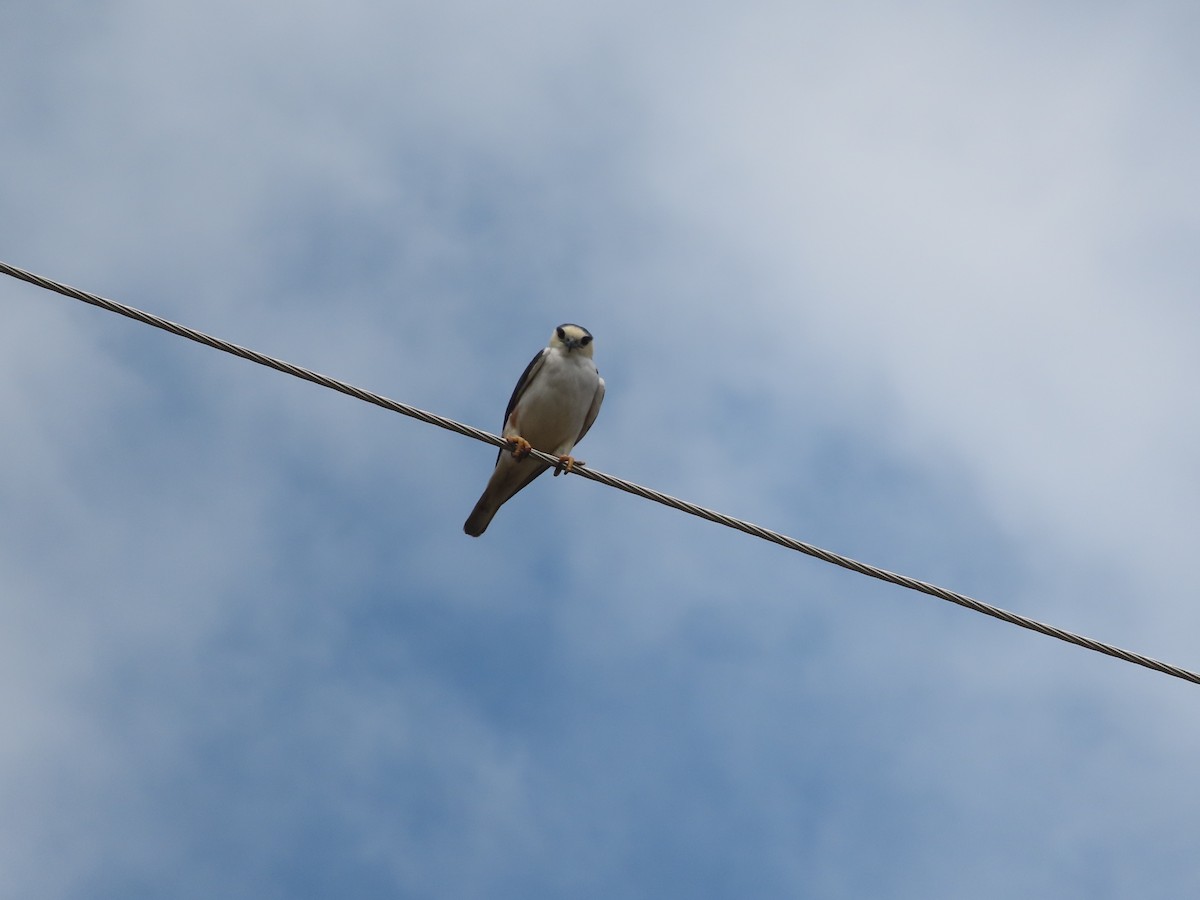 Pearl Kite - Julio Acosta  ES Tour Guide