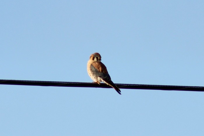 American Kestrel - ML612722142