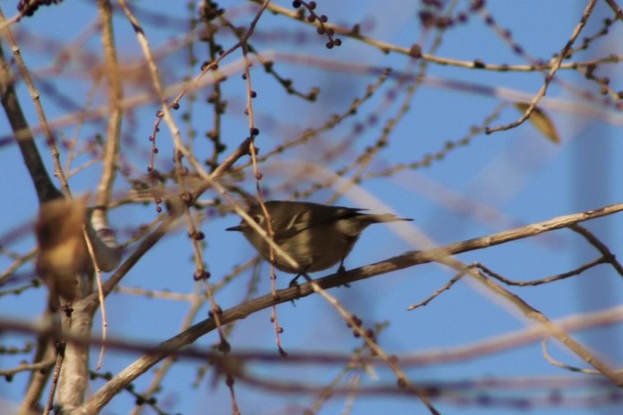 Ruby-crowned Kinglet - ML612722156