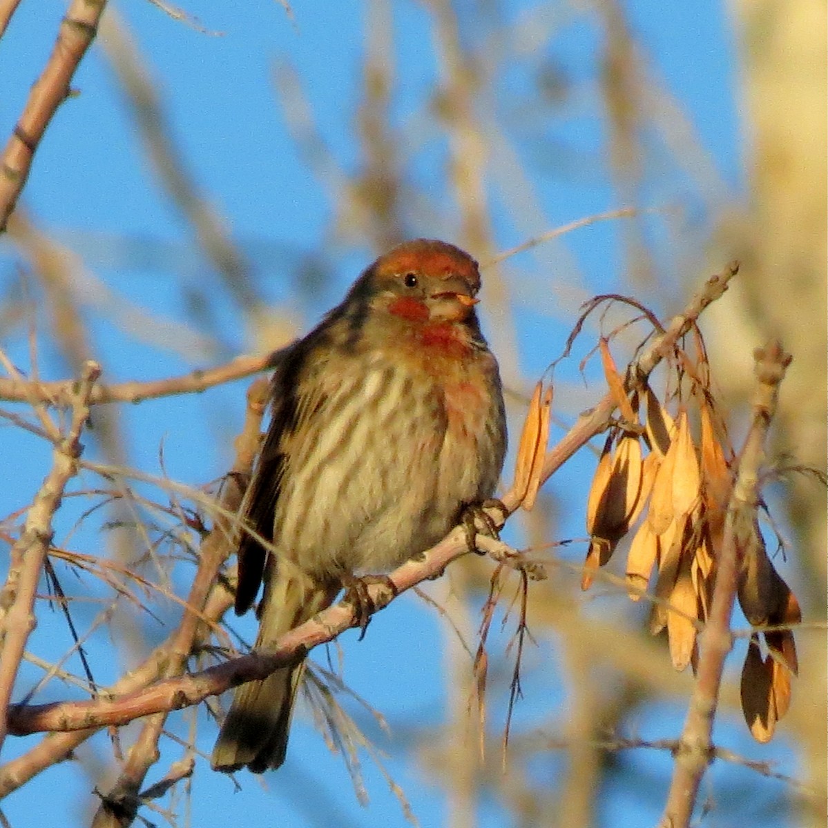 House Finch - ML612722169