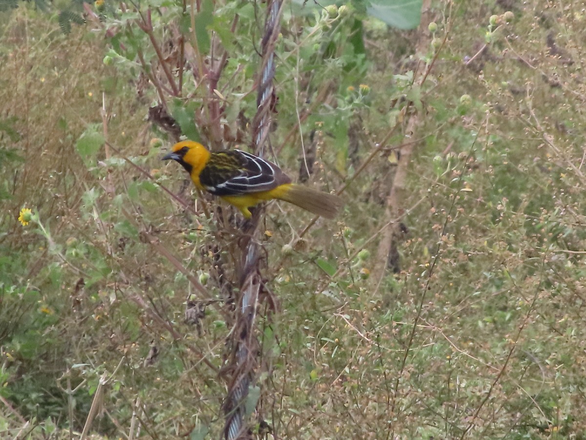 Streak-backed Oriole - Julio Acosta  ES Tour Guide