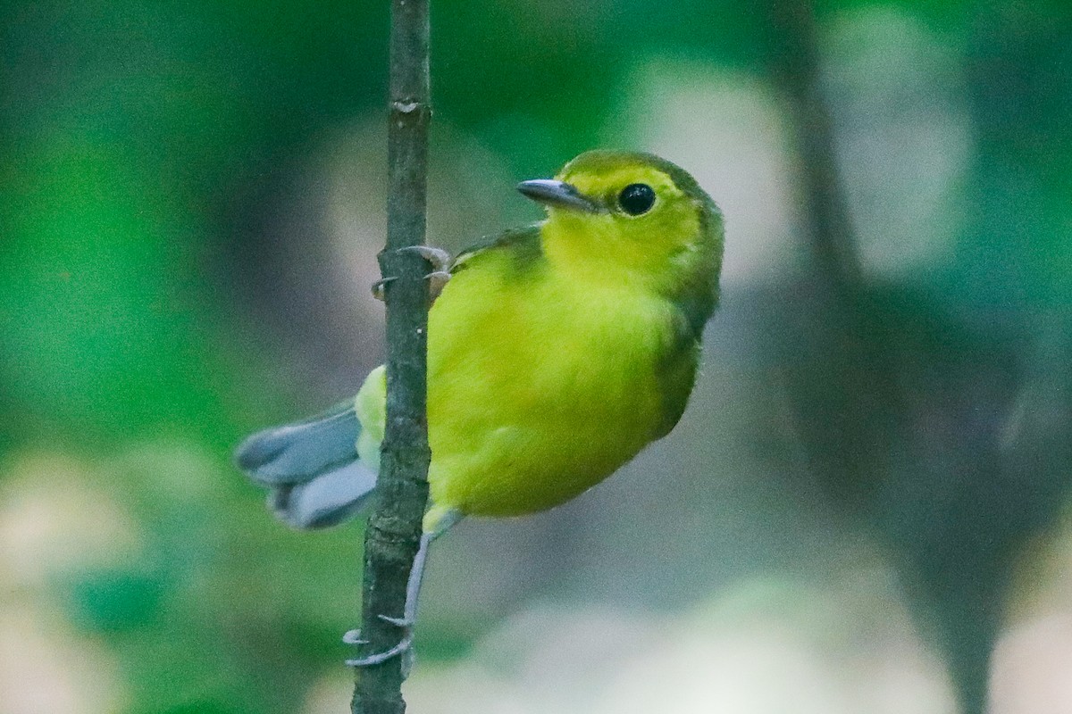 Hooded Warbler - ML612722187