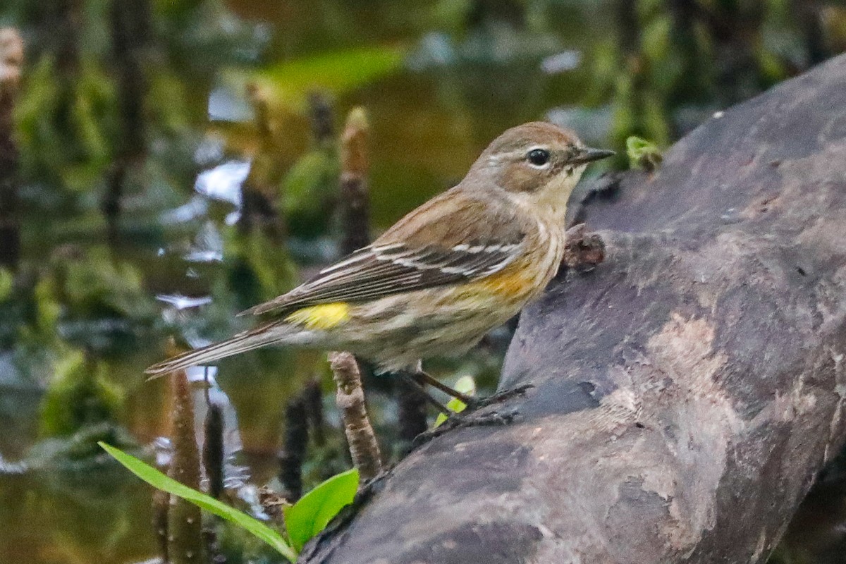 myrteparula - ML612722193