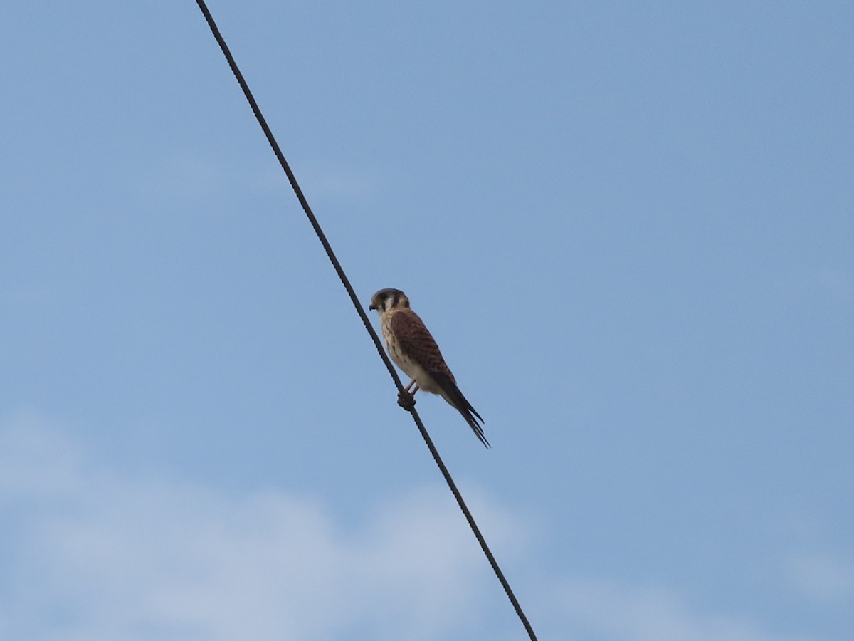 American Kestrel - ML612722252