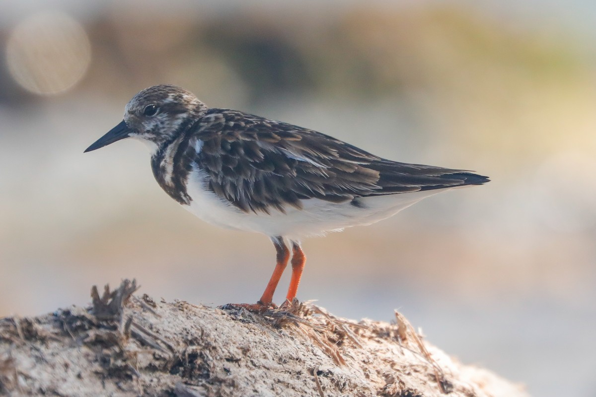 Ruddy Turnstone - ML612722262