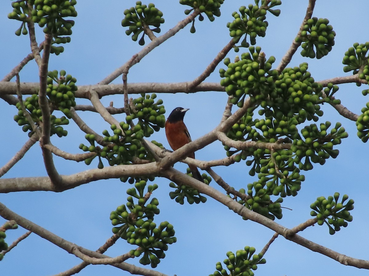 Orchard Oriole - Julio Acosta  ES Tour Guide