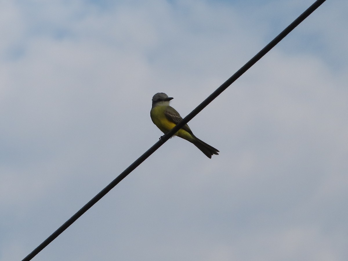 Tropical Kingbird - Julio Acosta  ES Tour Guide