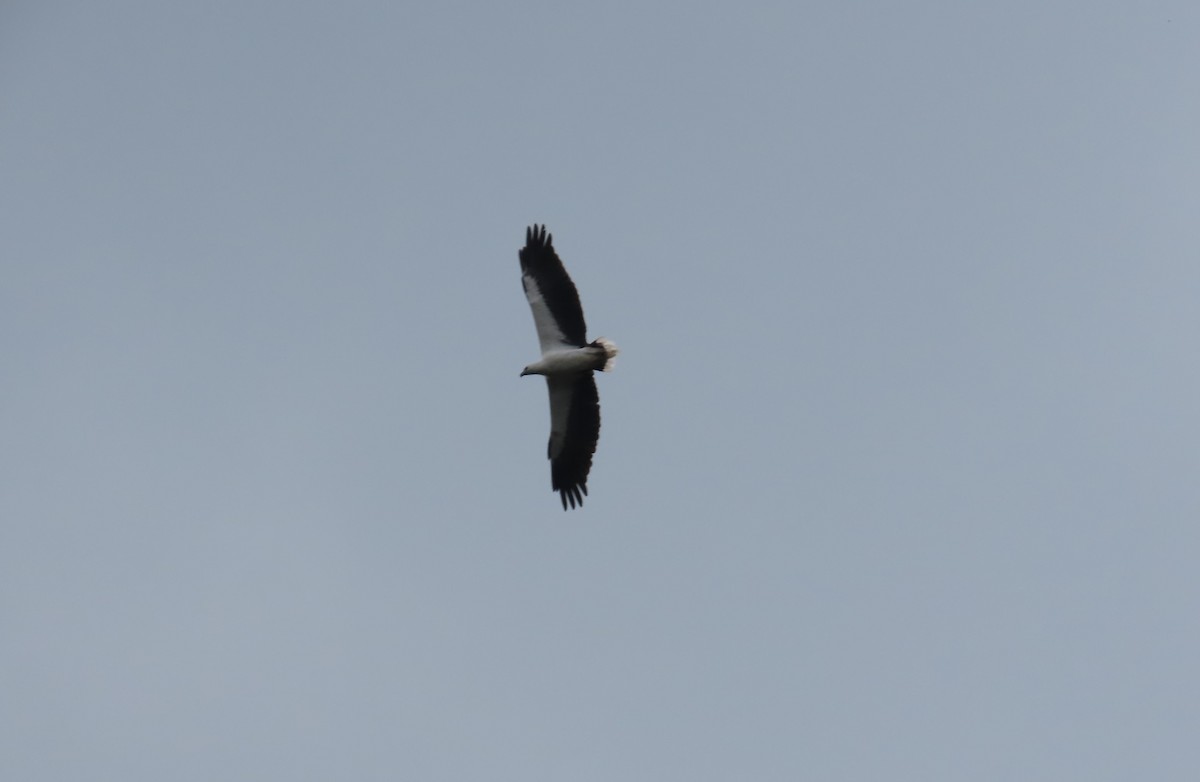 White-bellied Sea-Eagle - ML612722355