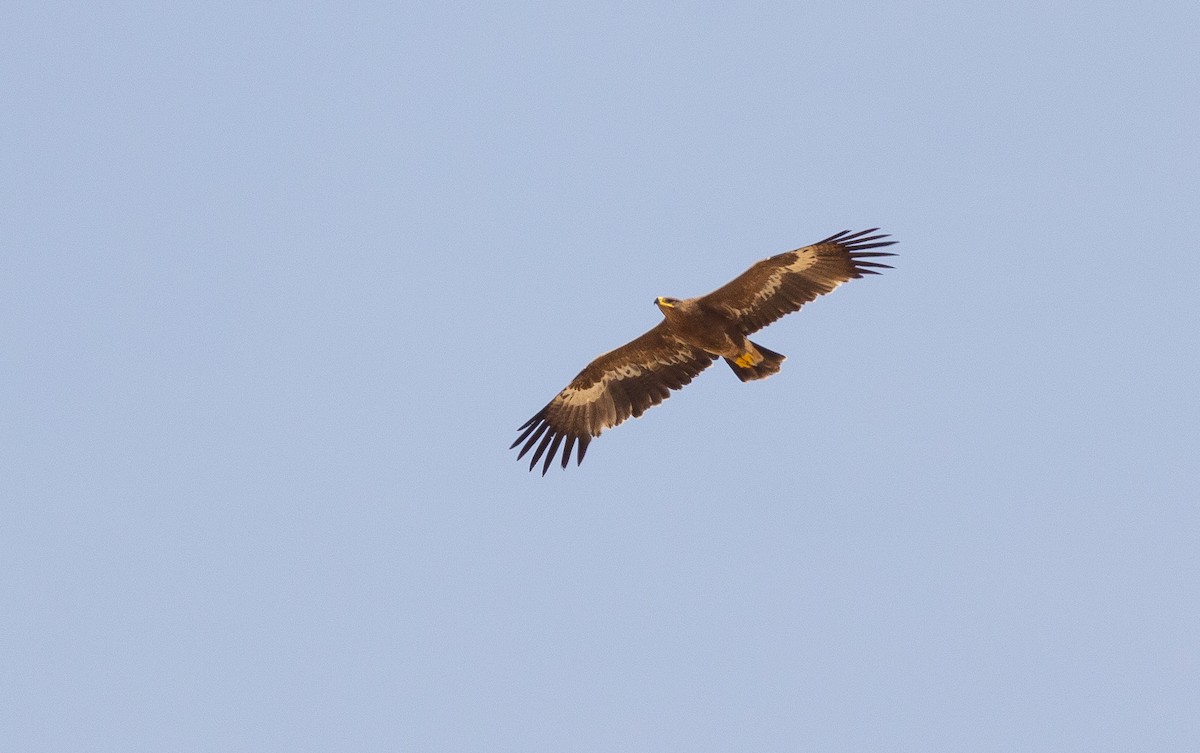 Steppe Eagle - ML612722403