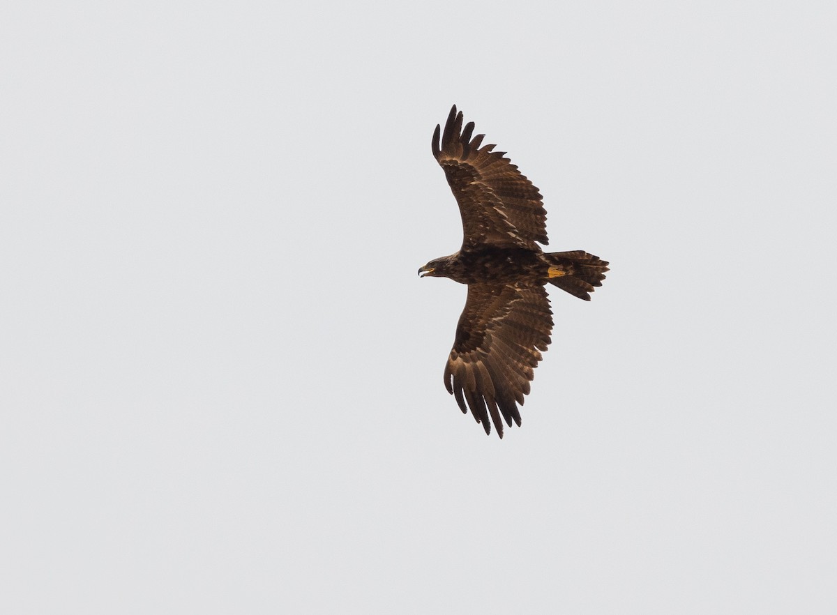 Águila Esteparia - ML612722404