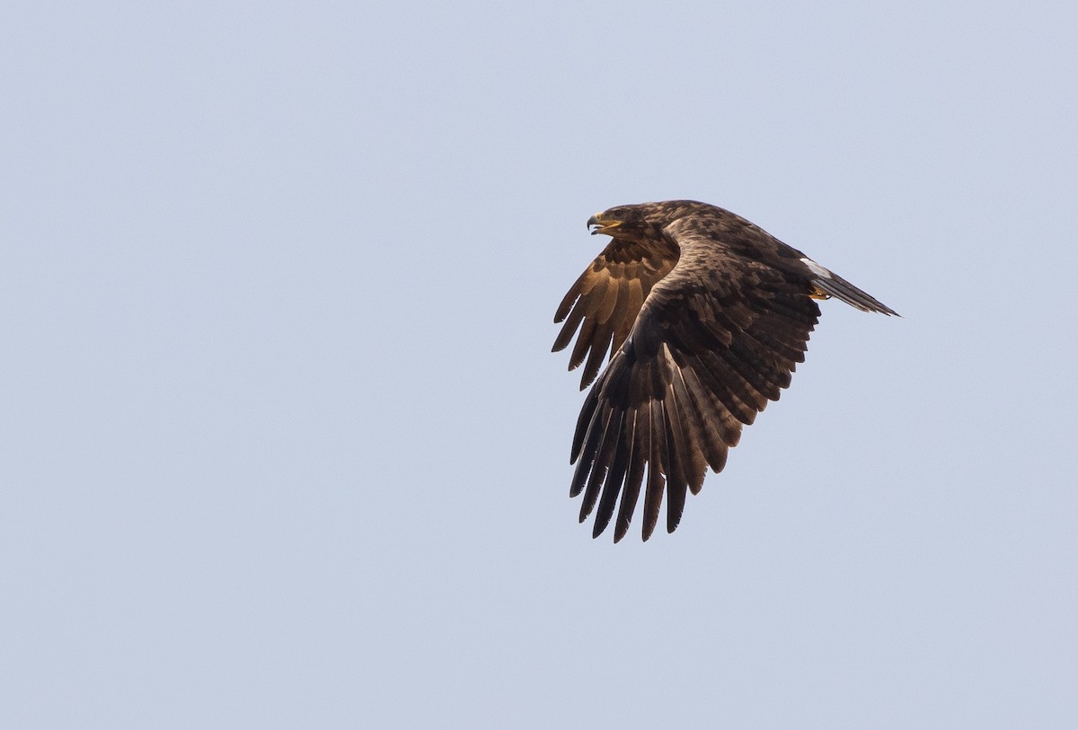 Steppe Eagle - Krzysztof Jankowski