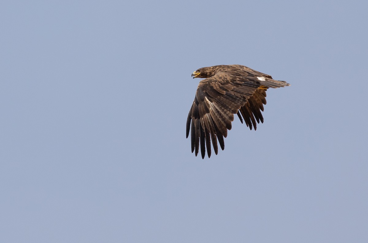 Steppe Eagle - ML612722408