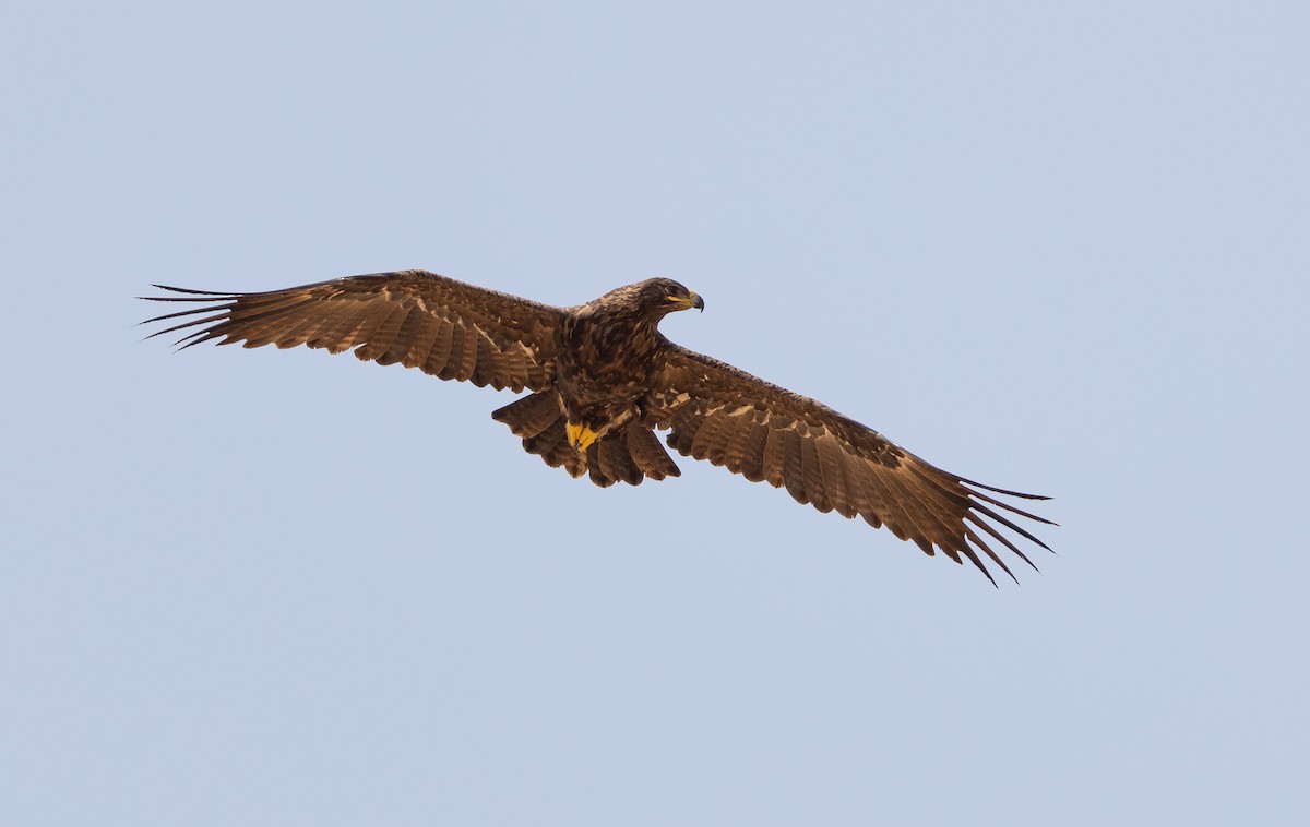 Steppe Eagle - ML612722409