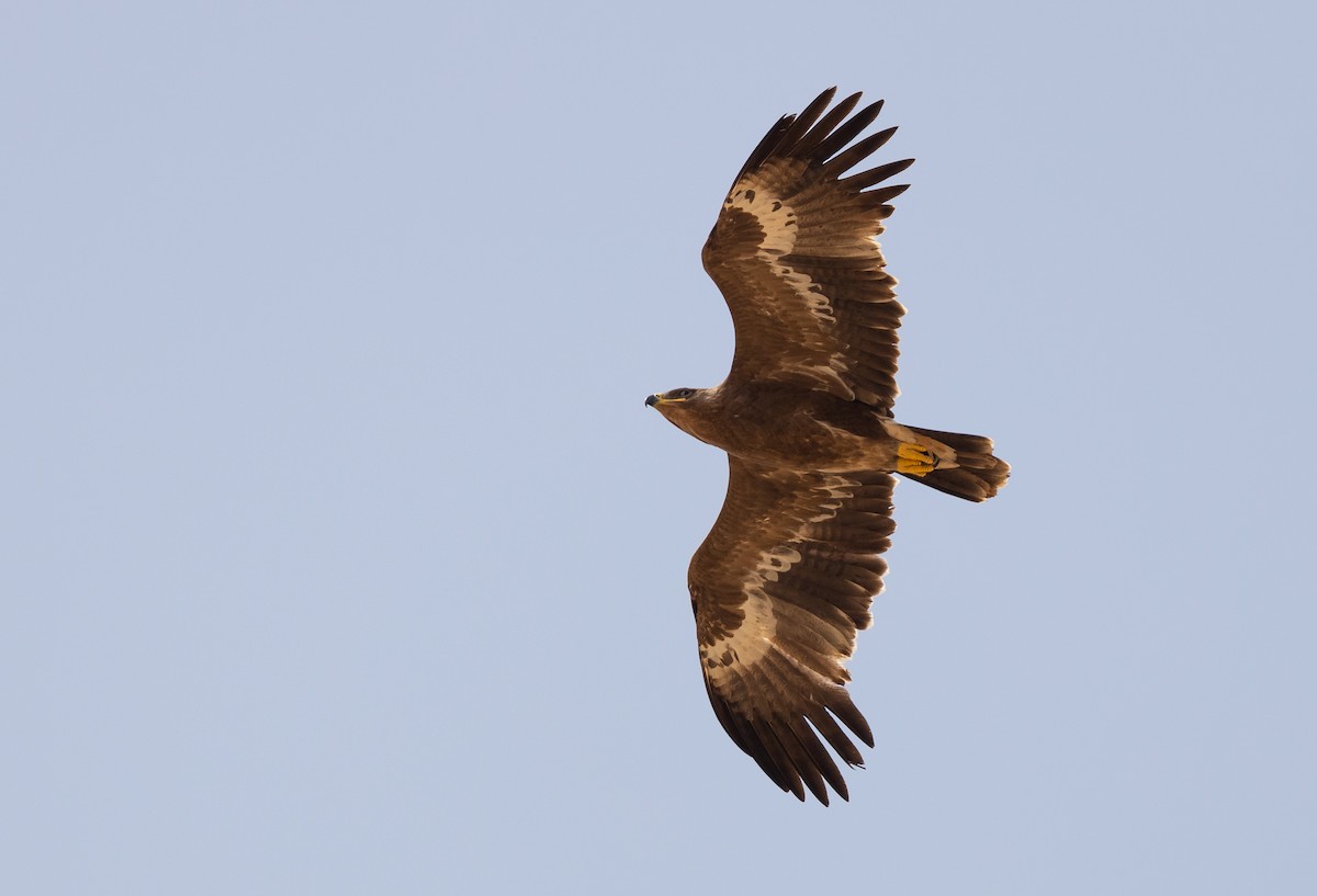 Steppe Eagle - ML612722410