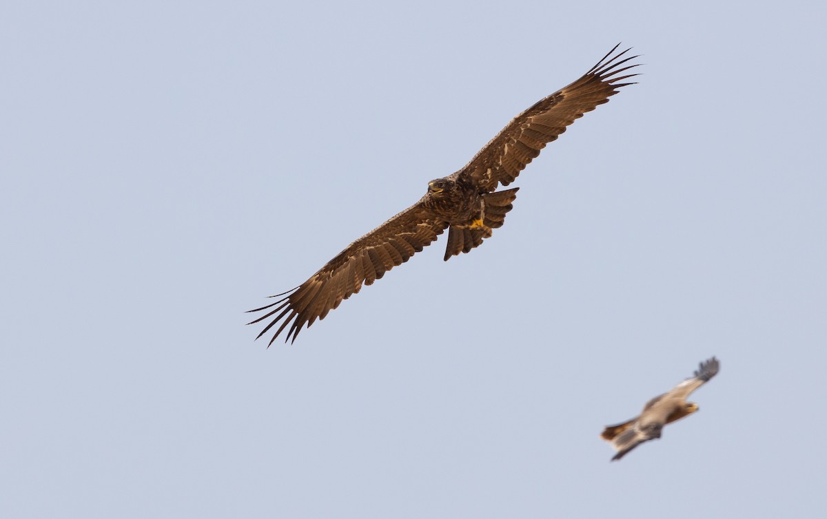 Águila Esteparia - ML612722412